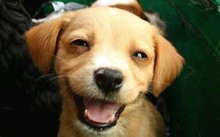happy animals dogs puppies 1024x866 wallpaper 